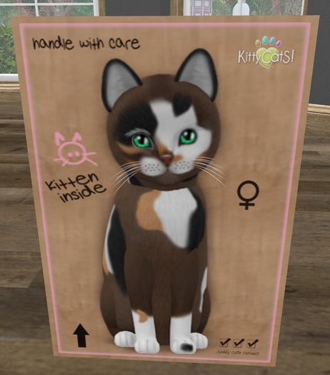 KittyCatS Box - New Born Kitten