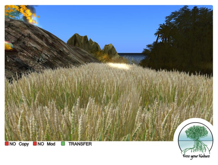 wheat field