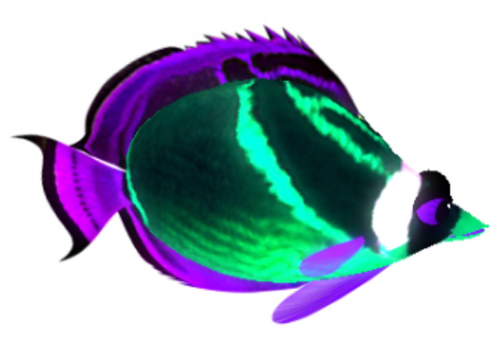 (7S) Uncommon Fish: Glow Raccoon Fish