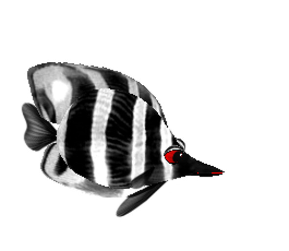 (7S) Uncommon Fish: BW Banded Fish