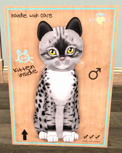 KittyCatS Box - New Born Kitten