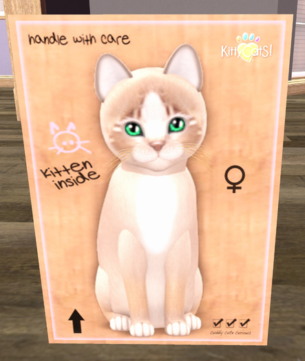 KittyCatS Box - New Born Kitten