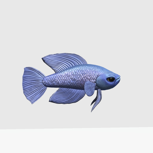 *HEXtraordinary* Female Betta - Sky