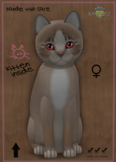 KittyCatS Box - 3T Genesis Mocha II Female