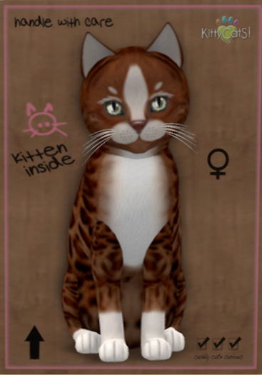 KittyCatS Box - New Born Kitten 7T+1 Genesis - Ginger II