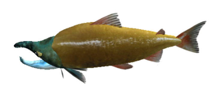 (7S) Rare Fish: Salmon 18 in