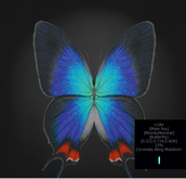 {Papillon} Ma/Mon/Nor/Fuu/Butterfly/Coronata Cocoon