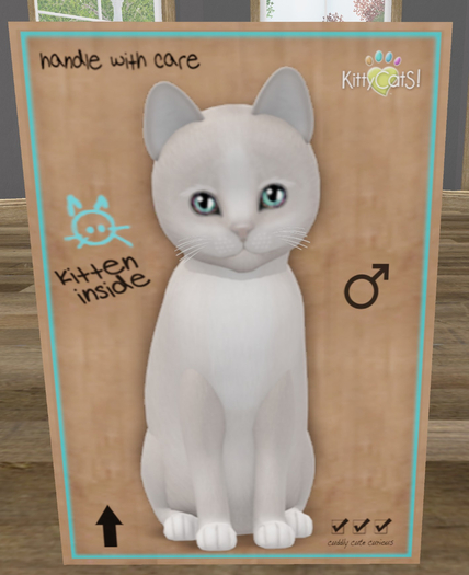 KittyCatS Box - New Born Kitten