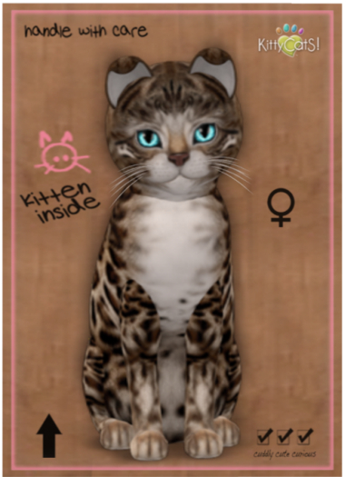 Bengal - Tawny-Eyes: Beach Blue