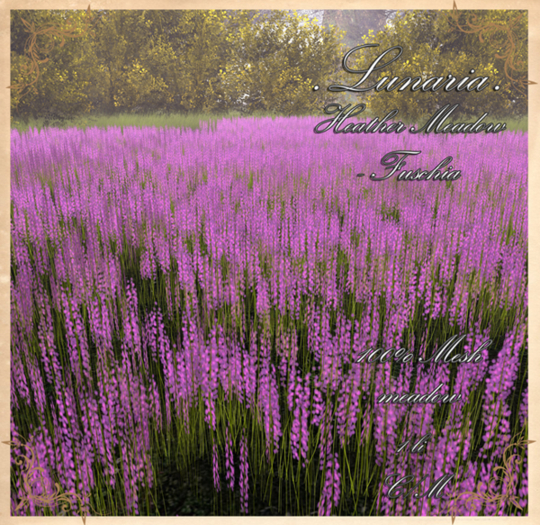 .Lunaria. Heather Meadow - Fuschia 
