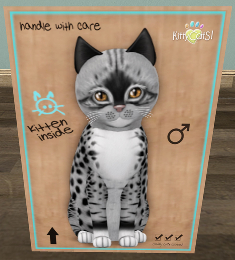 KittyCatS Box - New Born Kitten