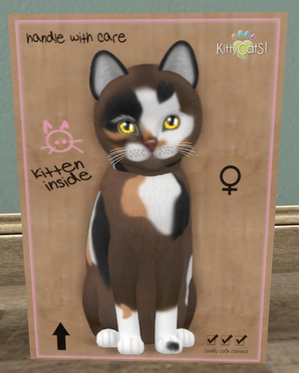 KittyCatS Box - New Born Kitten