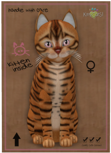 KittyCatS Box - Toyger - Caramel