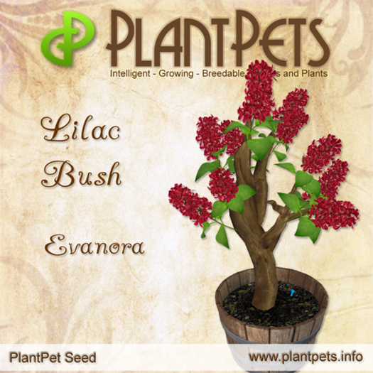 PlantPet Seed [Lilac Bush *Evanora*] Updated