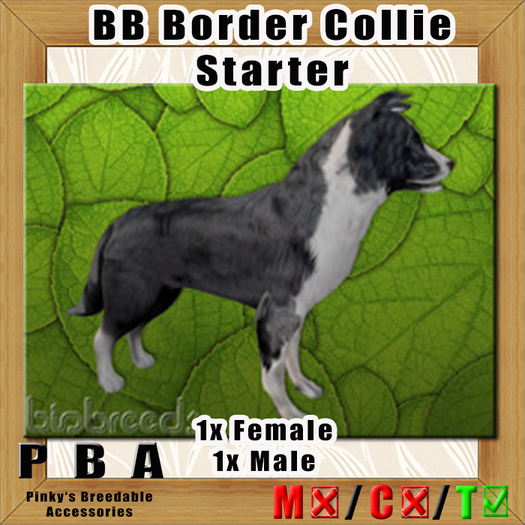 BB Border Collie Pair Starter