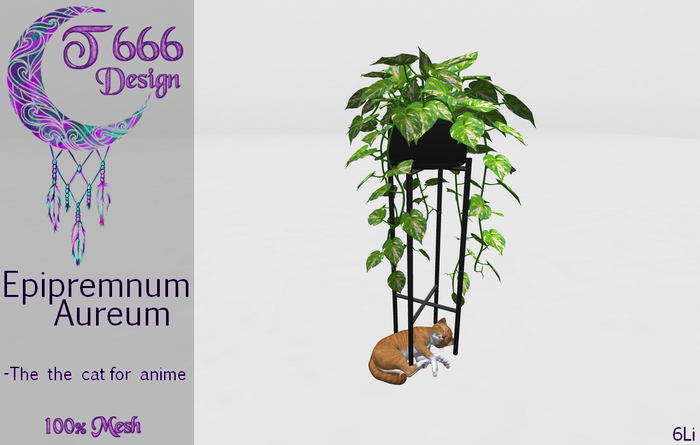 ~ Epipremnum Aureum ~