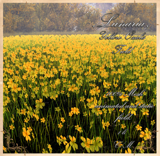 .Lunaria. Yellow Oxalis Field 