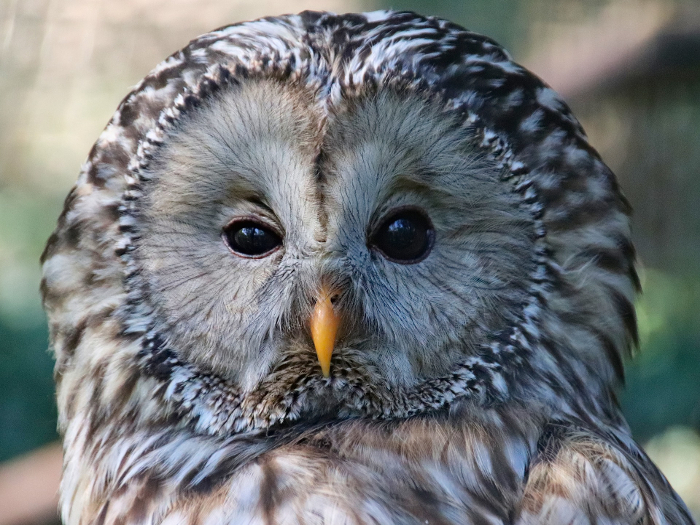 Tawny Owl