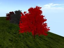 Eternal Tree: Red (One of our many catalogue entries for flowers, plants, trees, shrubs and landscaping)