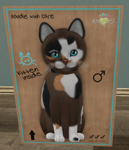 KittyCatS Box - New Born Kitten