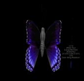 {Papillon} Ma/Lar/Nor/Fey/Butterfly/Dark Cocoon