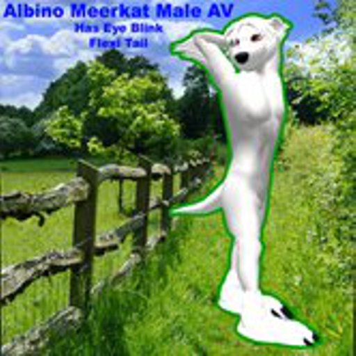 ҳ̸Ҳ̸ҳ  Ⓐ Ⓥ Ⓐ Ⓣ Ⓐ Ⓡ ҳ̸Ҳҳ̸  ALBINO MEERKAT MALE