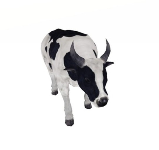 DFS Bull BW