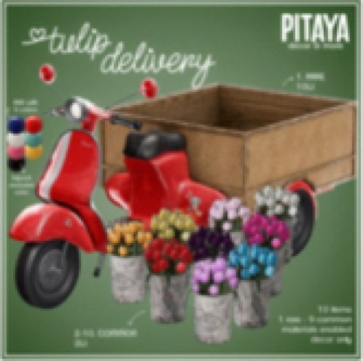 Pitaya - Tulip Delivery - Red Tulip