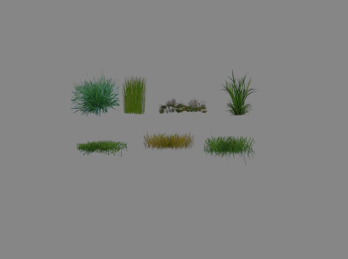 new grasses 2
