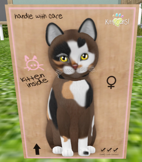 KittyCatS Box - New Born Kitten