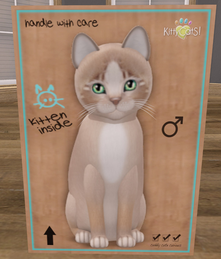 KittyCatS Box - New Born Kitten