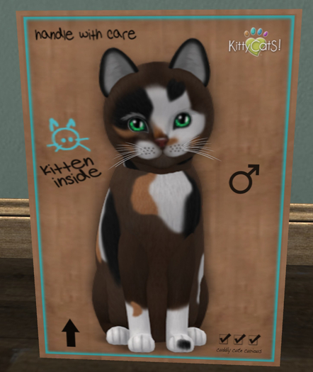 KittyCatS Box - New Born Kitten