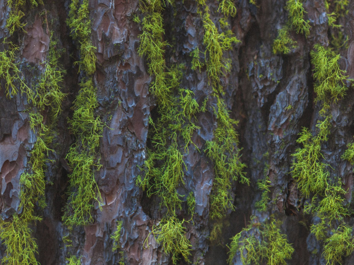 Gift Full Perm Seamless 3D Bark 2 Materials Texture