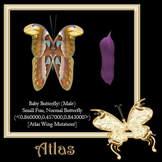 {Papillon} Fe/Sma/Nor/Fuu/Butterfly/Atlas Cocoon