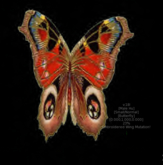 {Papillon} Ma/Sma/Nor/Hu/Butterfly/Embroidered Cocoon