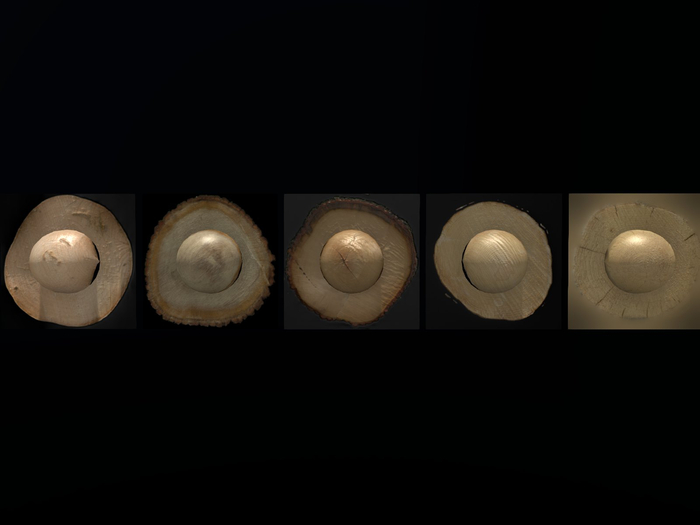 5 Full Perm 3D Cut Tree End Materials Textures