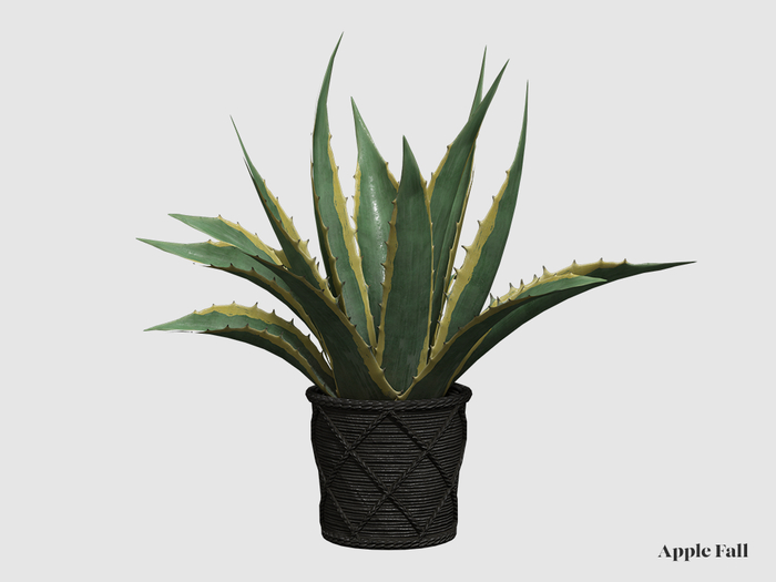Apple Fall Potted Agave - Variegated