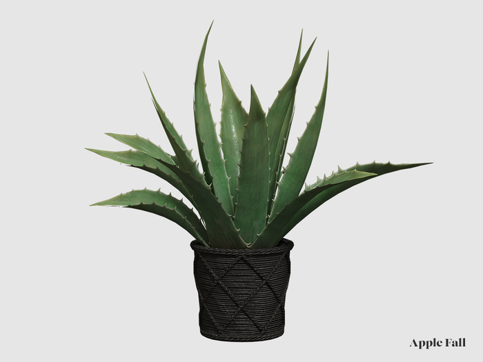 Apple Fall Potted Agave - Green