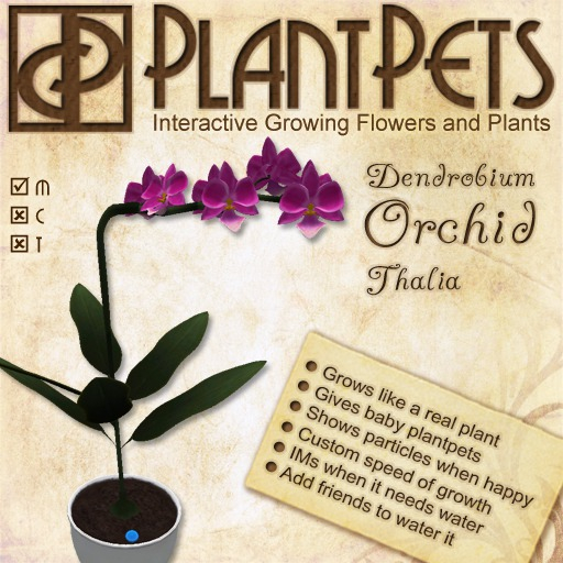 PlantPet Seed [Dendrobium Orchid *Thalia*]