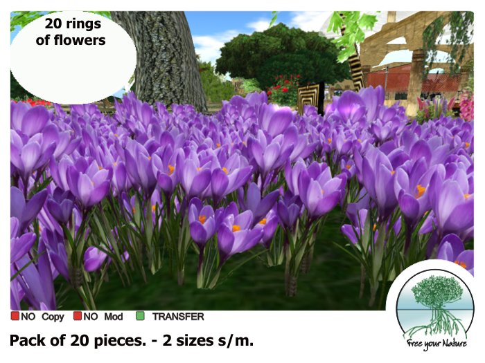 Field of Crocus