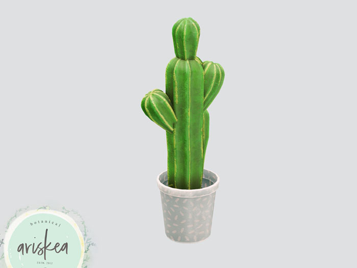 Ariskea[Bailey] Cactus