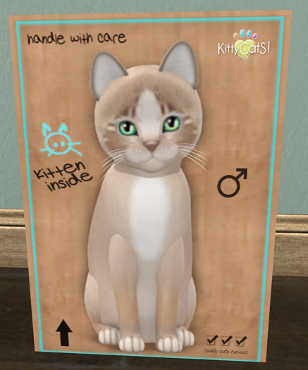 KittyCatS Box - New Born Kitten