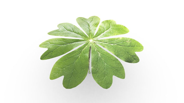 Small Plant