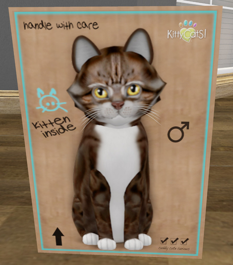 KittyCatS Box - New Born Kitten