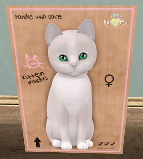 KittyCatS Box - New Born Kitten