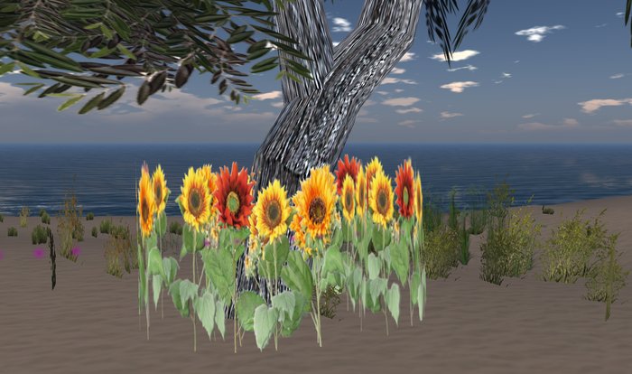 garden sunflower flower field 
