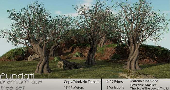 (Fundati) Ash Trees