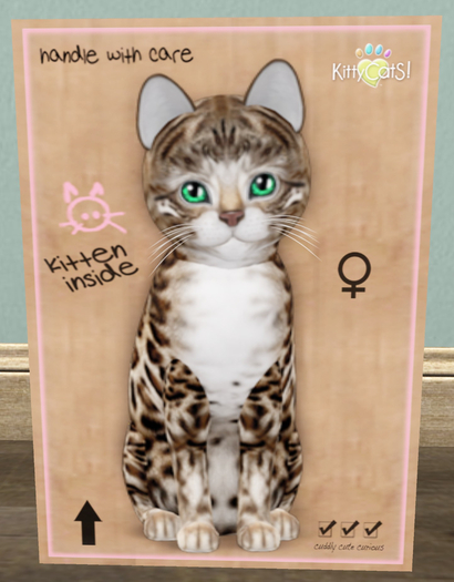 KittyCatS Box - New Born Kitten