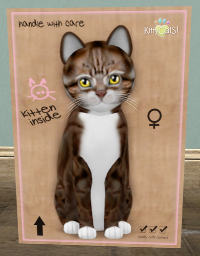 KittyCatS Box - New Born Kitten