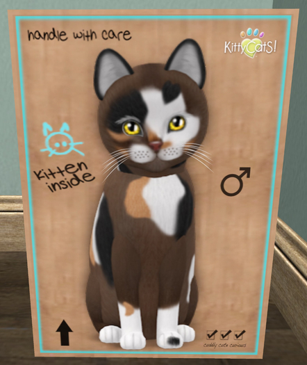 KittyCatS Box - New Born Kitten